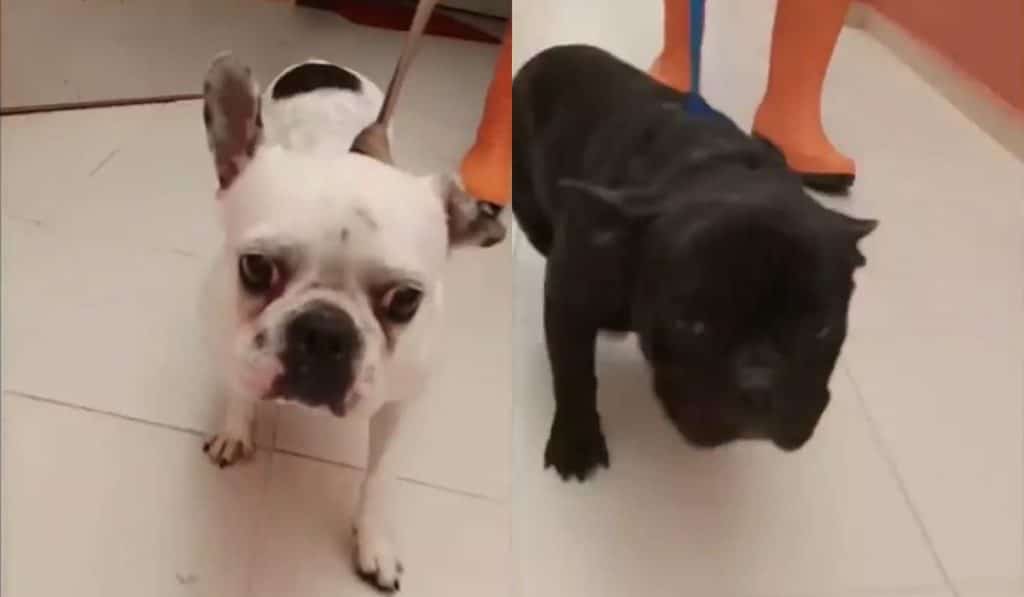 Princes y Loko, dos bulldogs, esperan una oportunidad en Valle Colino tras sufrir una triste situación