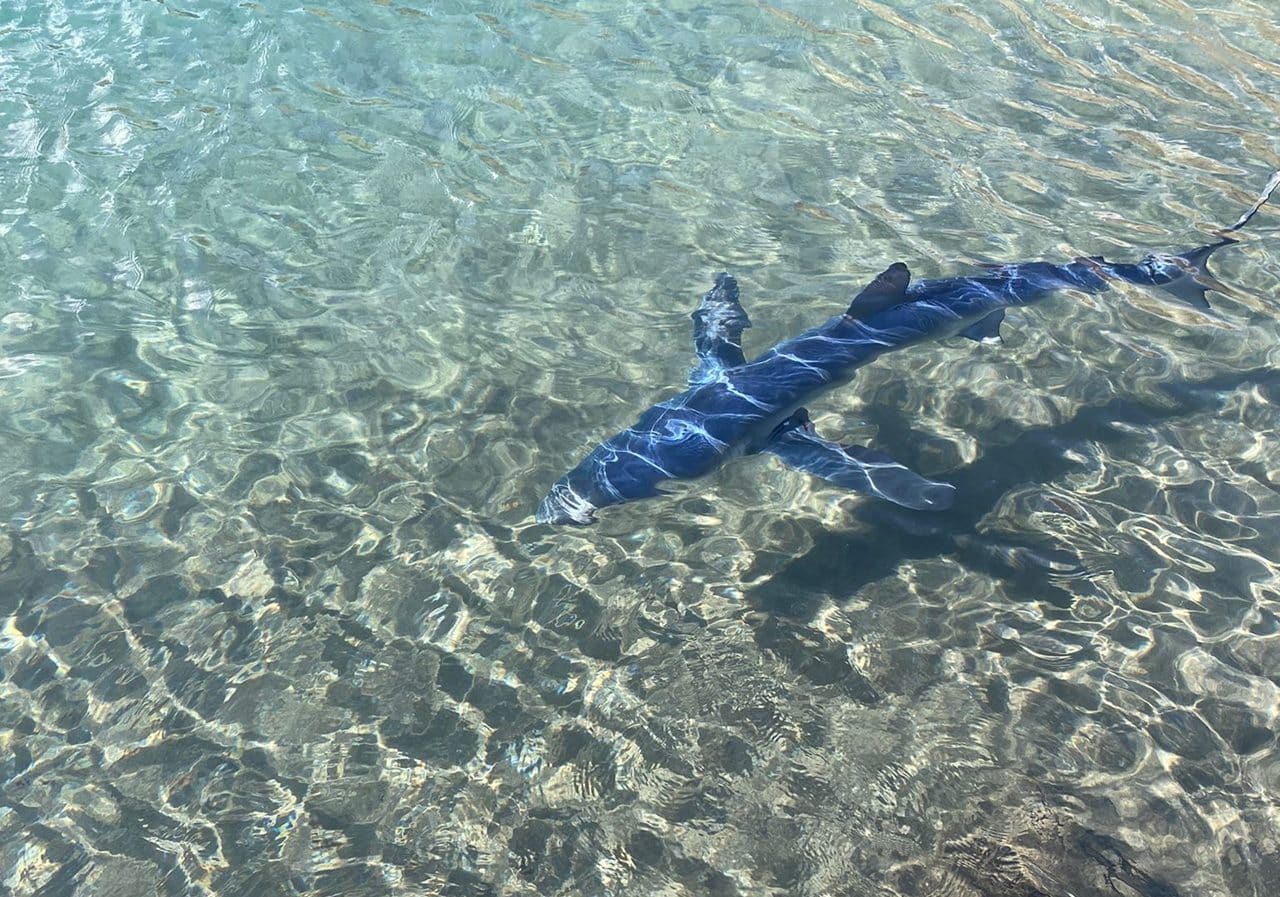 Aparece un escualo en la playa de Las Teresitas