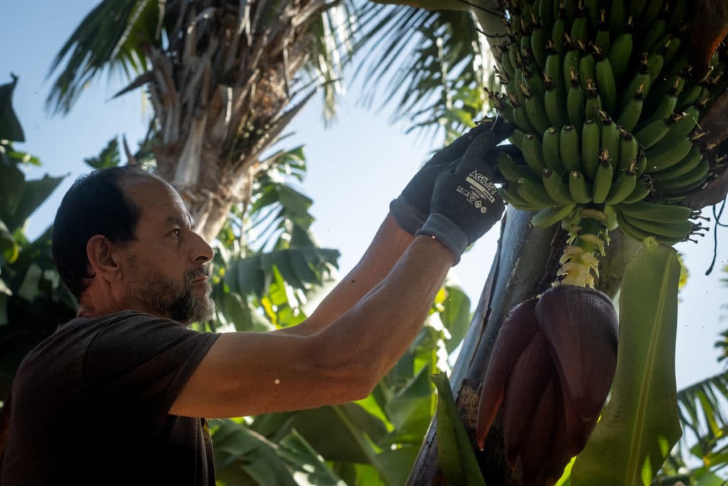 Un operario muestra cómo se quitan las flores del plátano. Fran Pallero