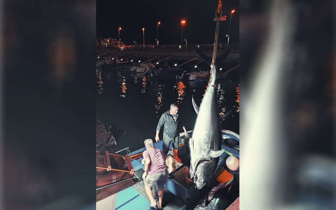 El primer patudo capturado este año en Tenerife.