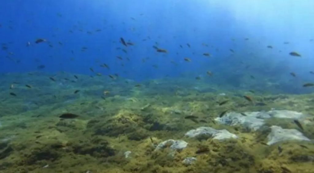 El cambio climático en Canarias amenaza a tres macroalgas claves para los ecosistemas submarinos