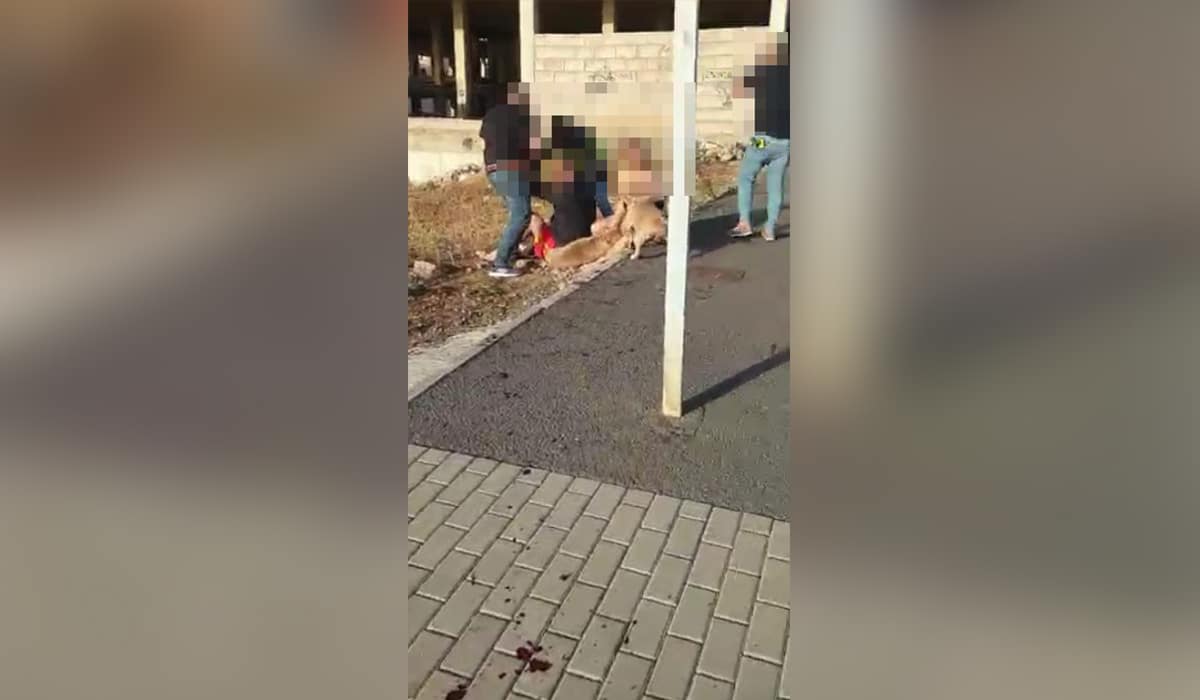 Ocho detenidos y tres policías heridos en el operativo antidroga donde un perro sufrió un disparo en San Isidro