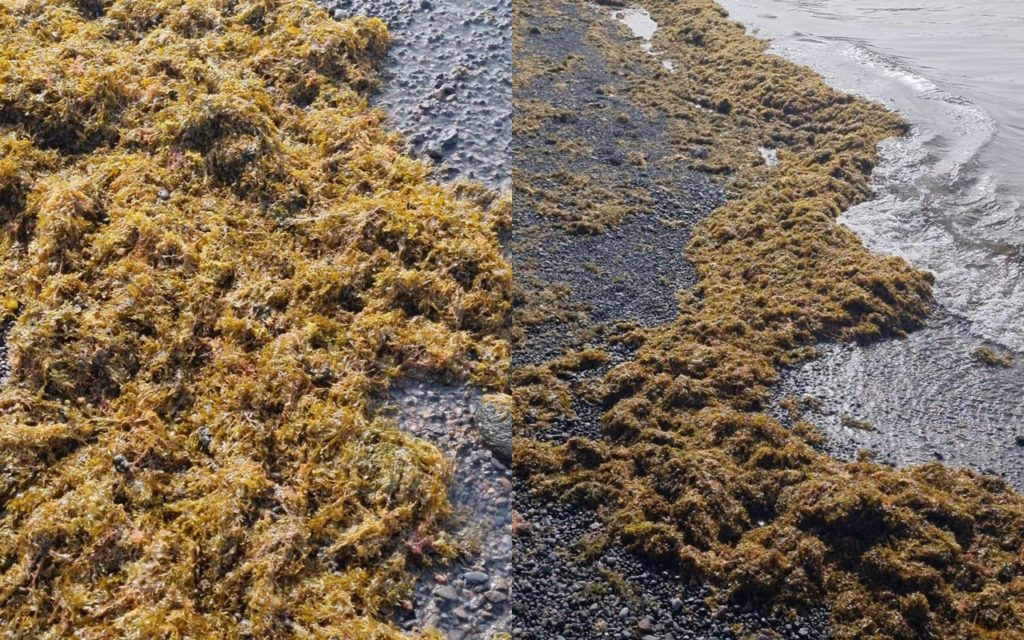 Las algas invaden la playa del Puertito de Güímar: "No había visto tantas aquí"