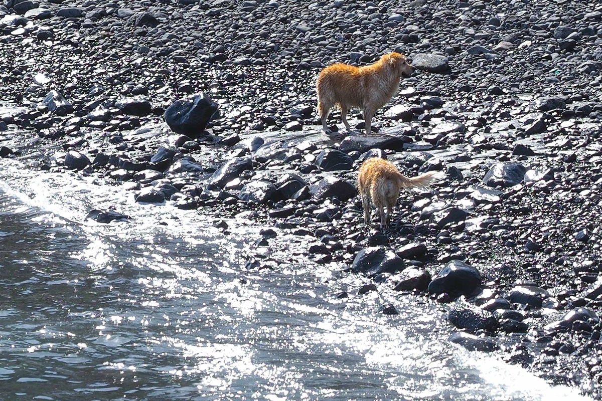 perros