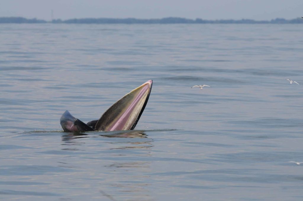 Graban a una espectacular ballena en Tenerife