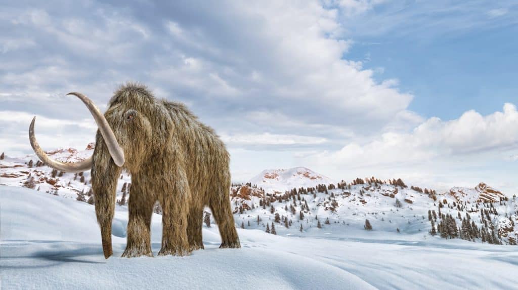 Llega la primera albóndiga con ADN de mamut