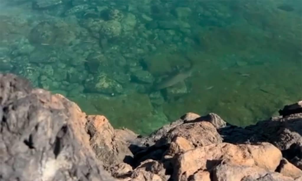 Tiburón cazón en Gáldar