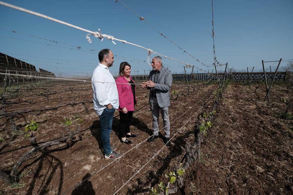 Canarias pone en marcha un proyecto de saneamiento de viñas frente a los efectos del cambio climático