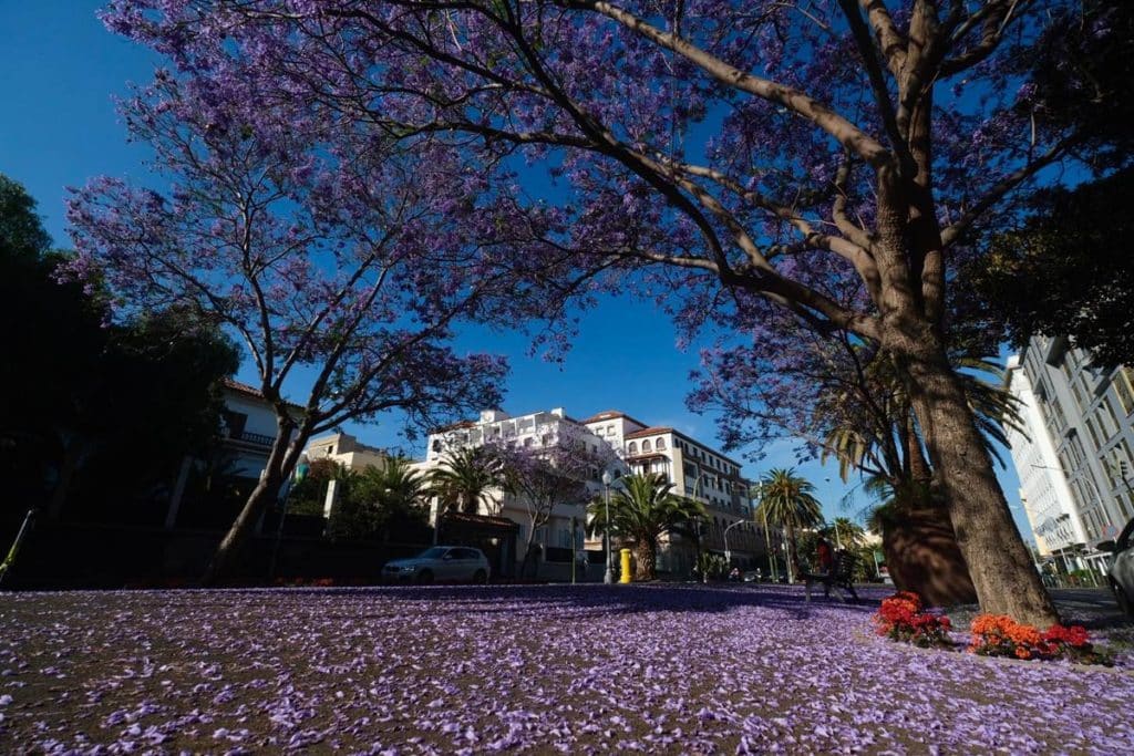 Las flores de las jacarandas tiñen de lila la Rambla de Santa Cruz de Tenerife