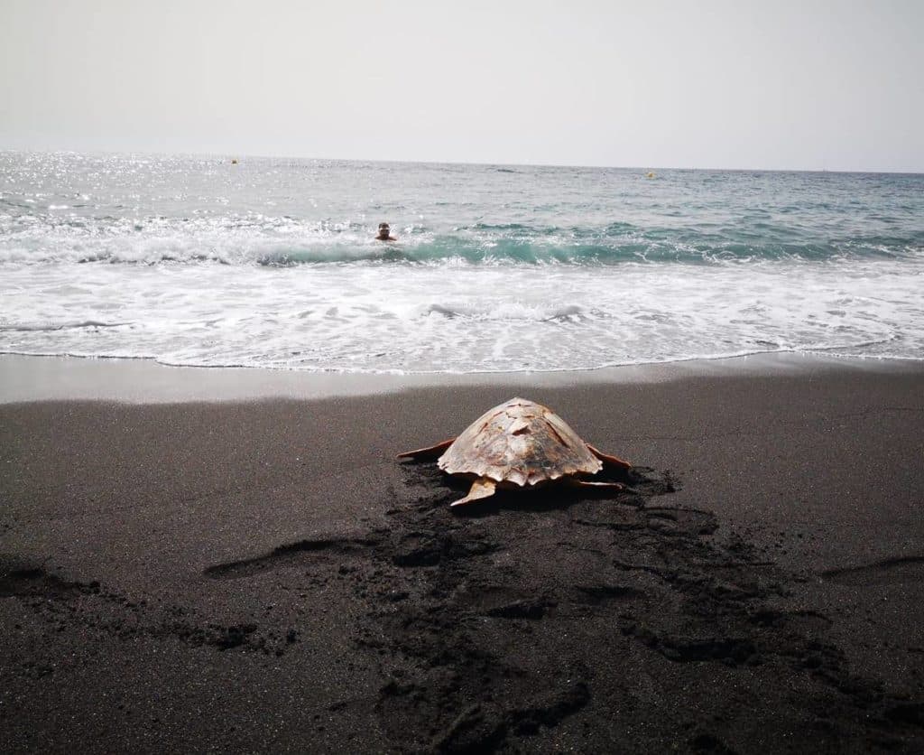 Dos tortugas son devueltas al mar tras ser recuperadas en el Centro de La Tahonilla