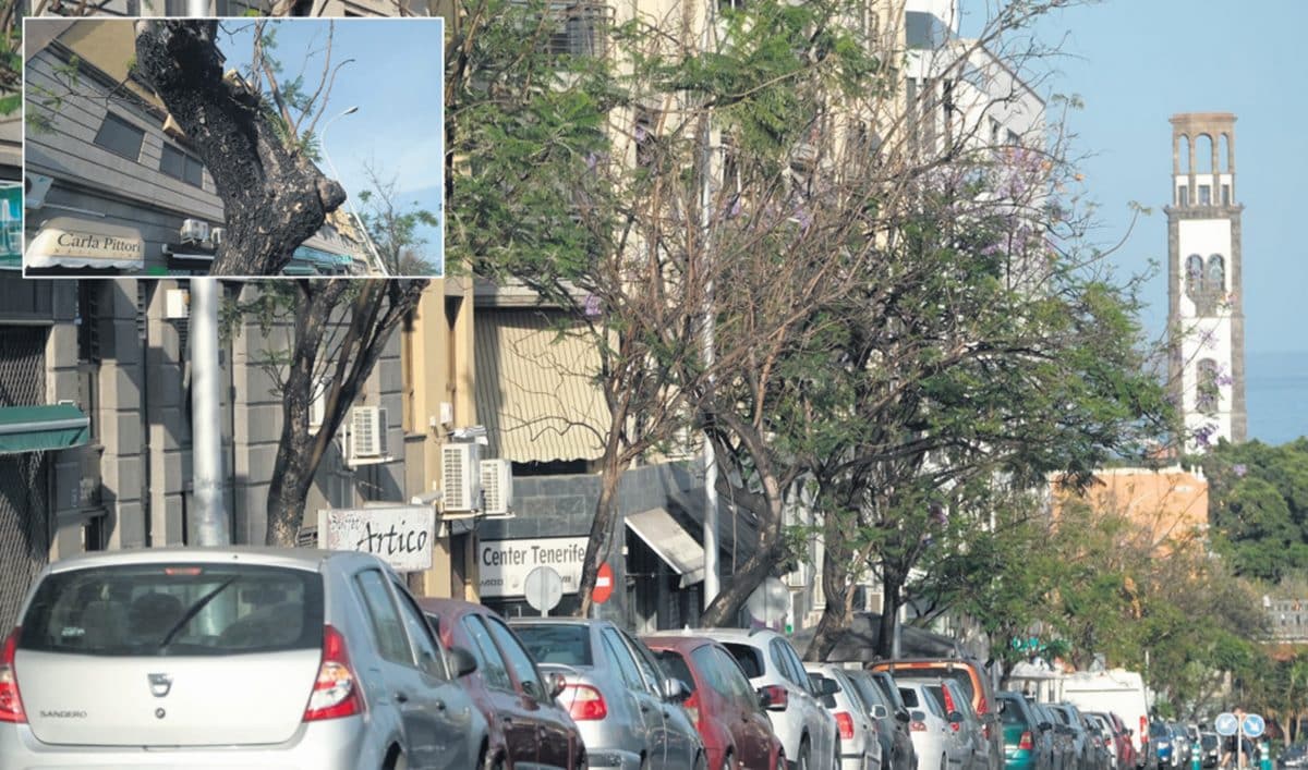 Santa Cruz procederá a la tala y reposición de 46 árboles enfermos en la Prolongación de Ramón y Cajal