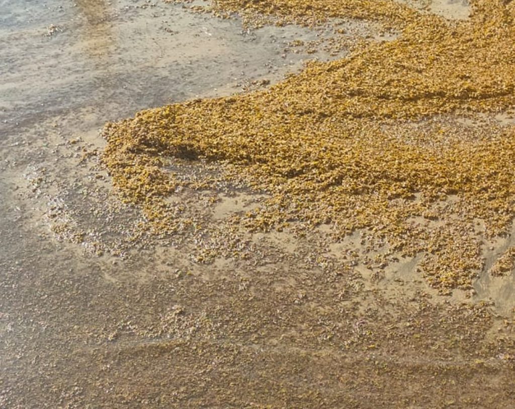 Algas en la playa de El Médano. DA