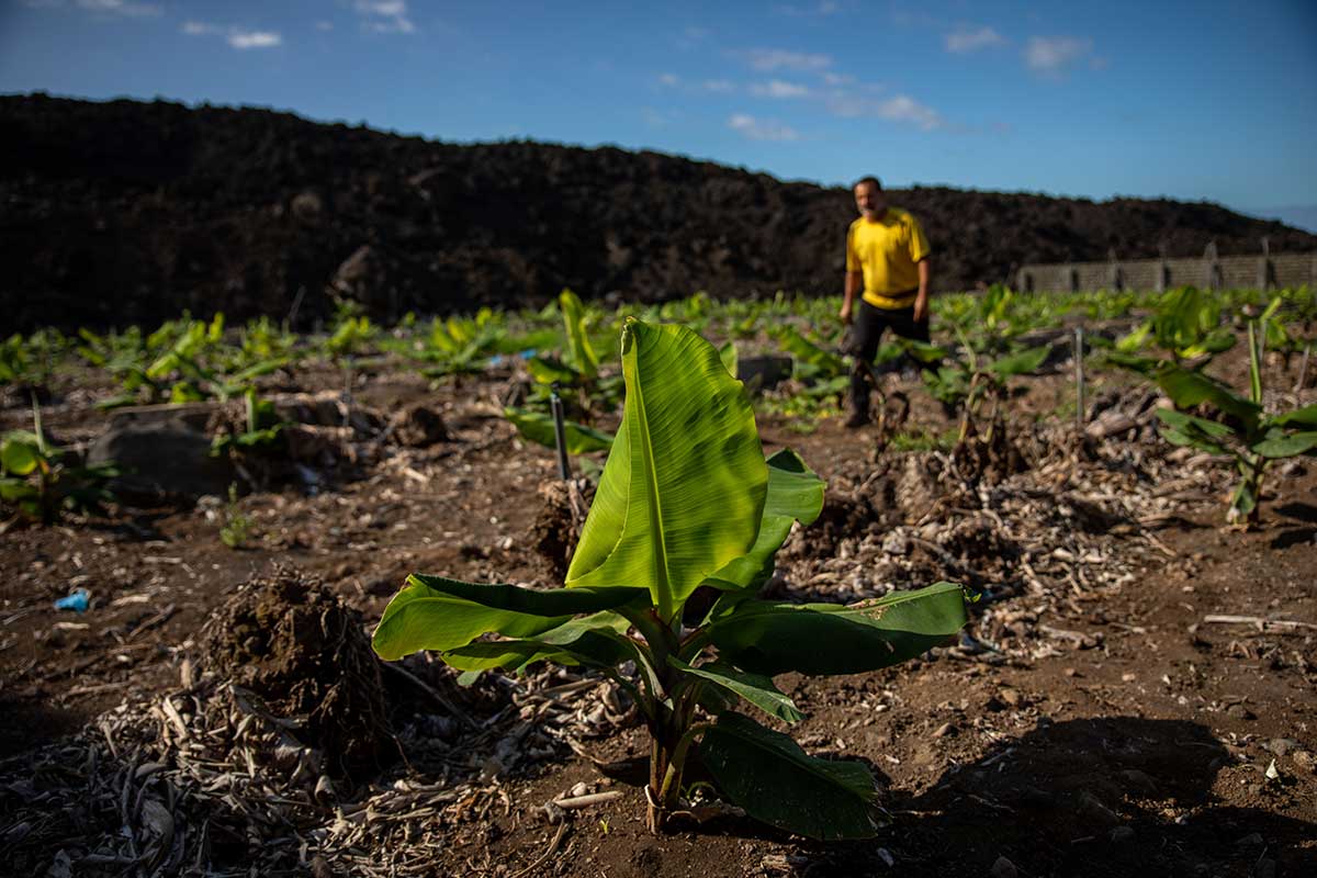 Un hombre, en la replantación de varias fincas de cultivo de plátano que quedaron arrasadas