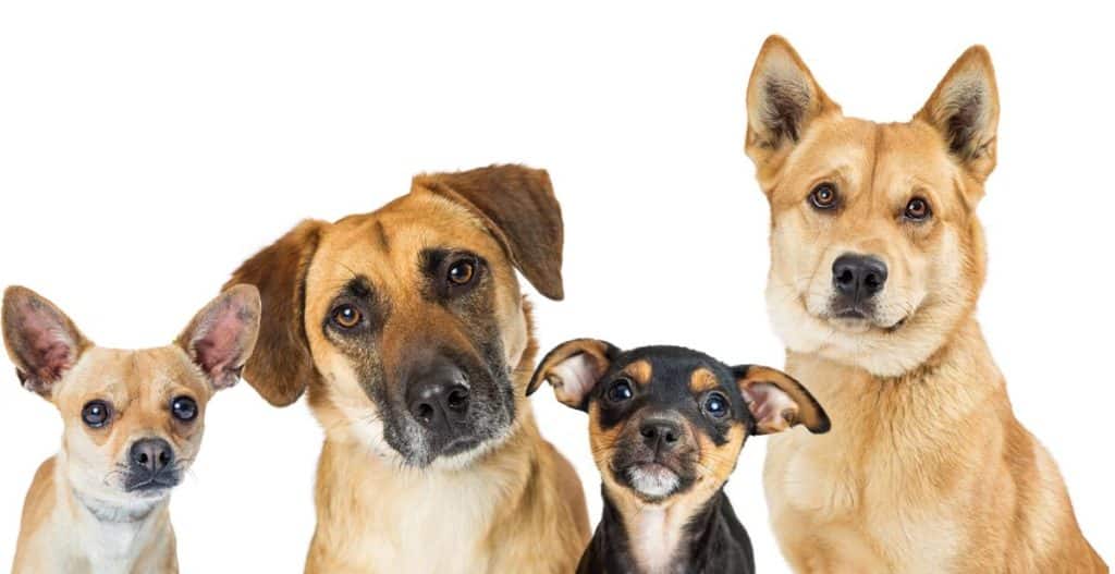 Científicos explican las causas por las que los perros grandes viven menos