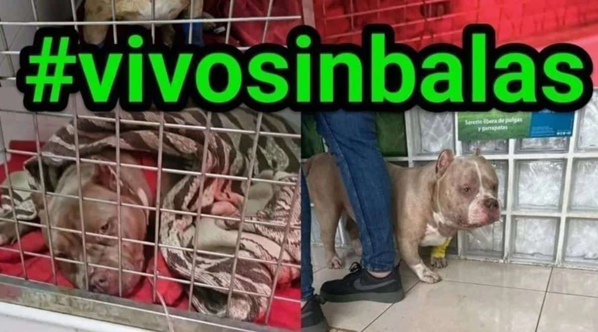 Recogen firmas para que los perros a los que dispararon en Tenerife no sean sacrificados