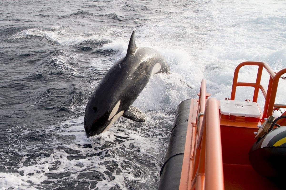 orcas