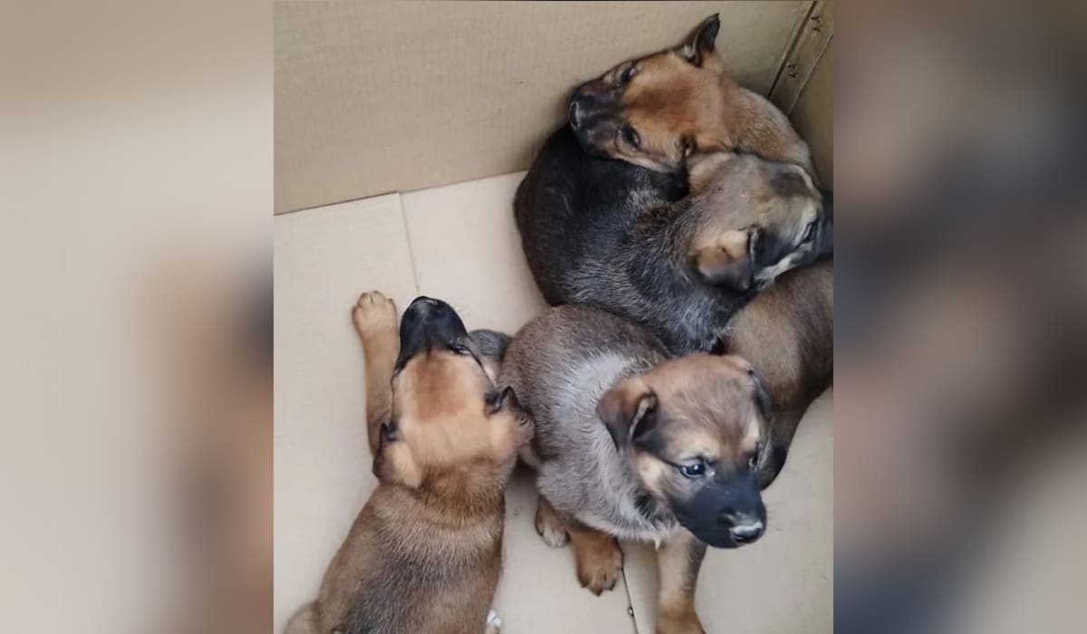 Tiran a la basura a varios perritos en Tenerife