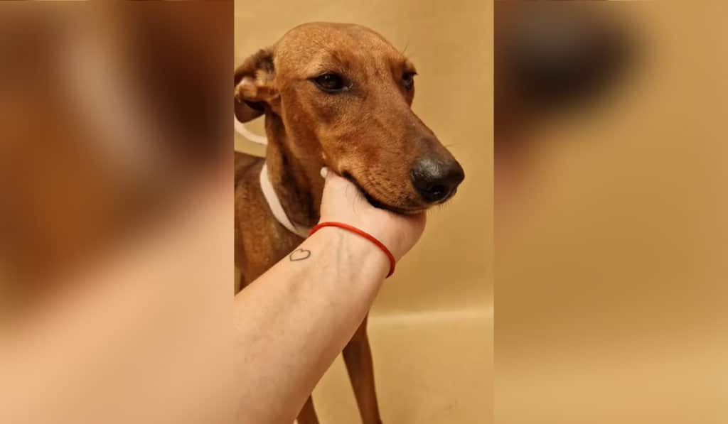 Visi busca un hogar en Valle Colino: es una podenca "juguetona y curiosa"