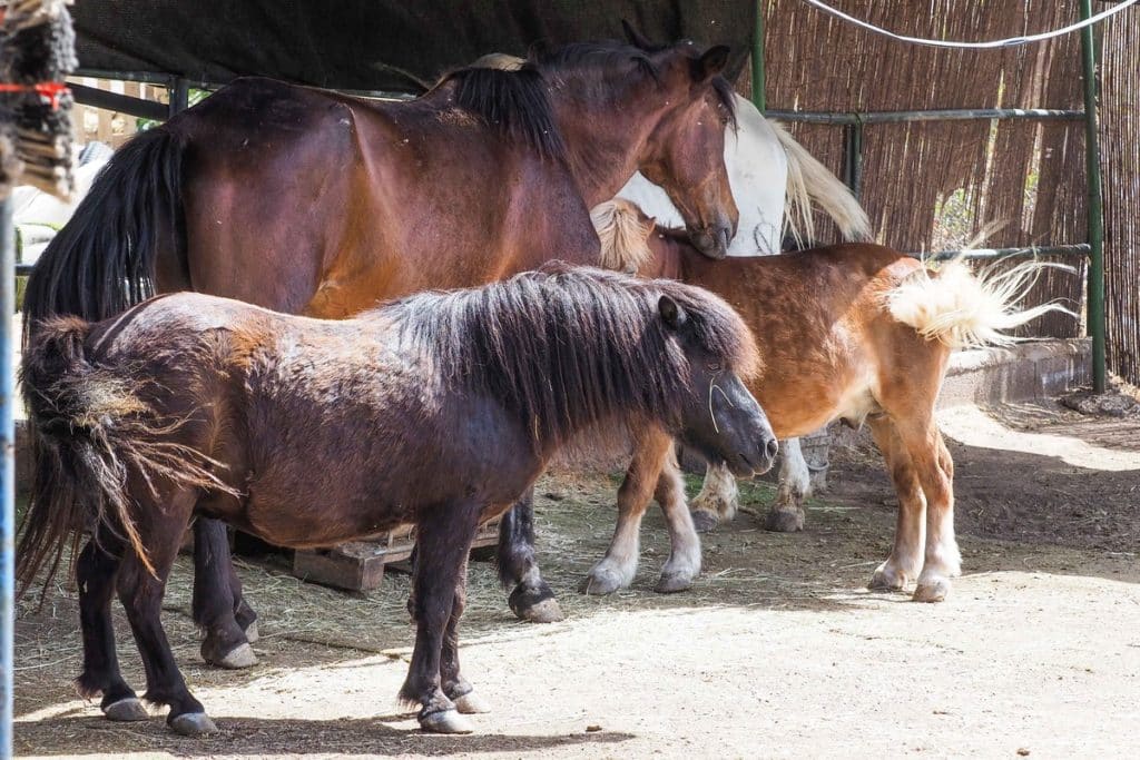 Los caballos se mueven libres por el recinto de la protectora de animales, un lugar en el que no vuelven a ser montados. Sergio Méndez