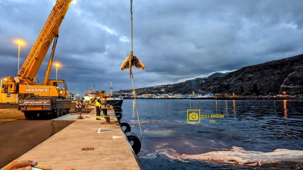 Desvelan los resultados de la necropsia realizada al cachalote varado en La Palma