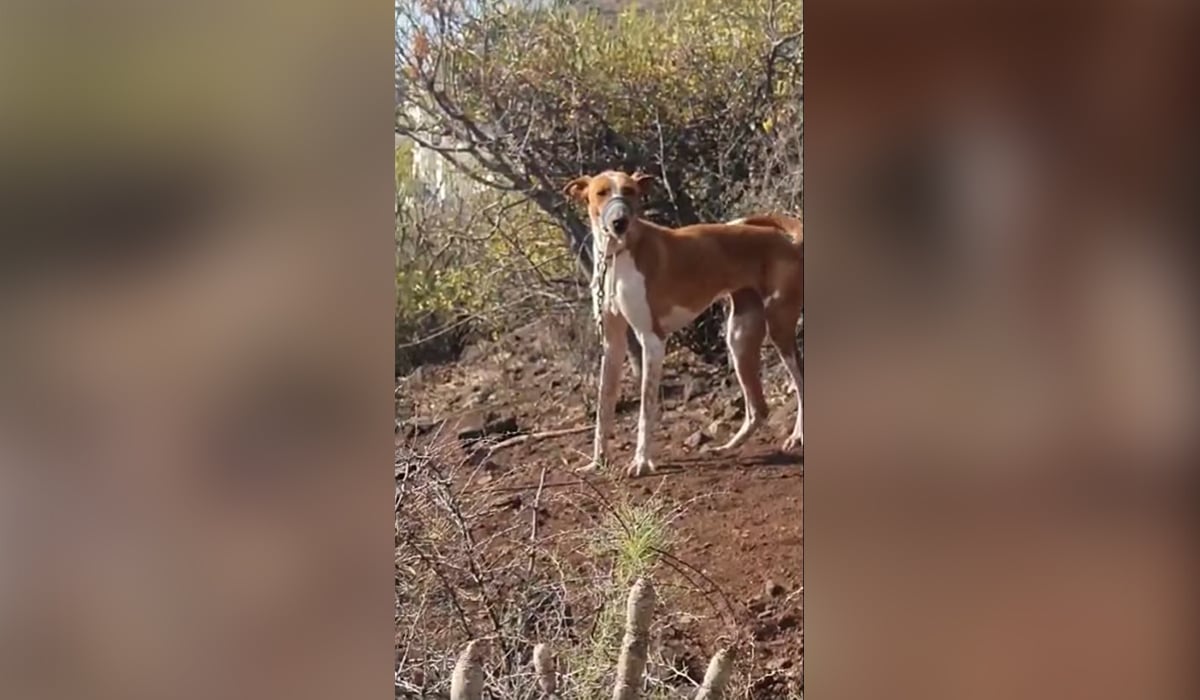 El infierno de unos perros en Tenerife: atados y con la boca precintada para que no ladraran