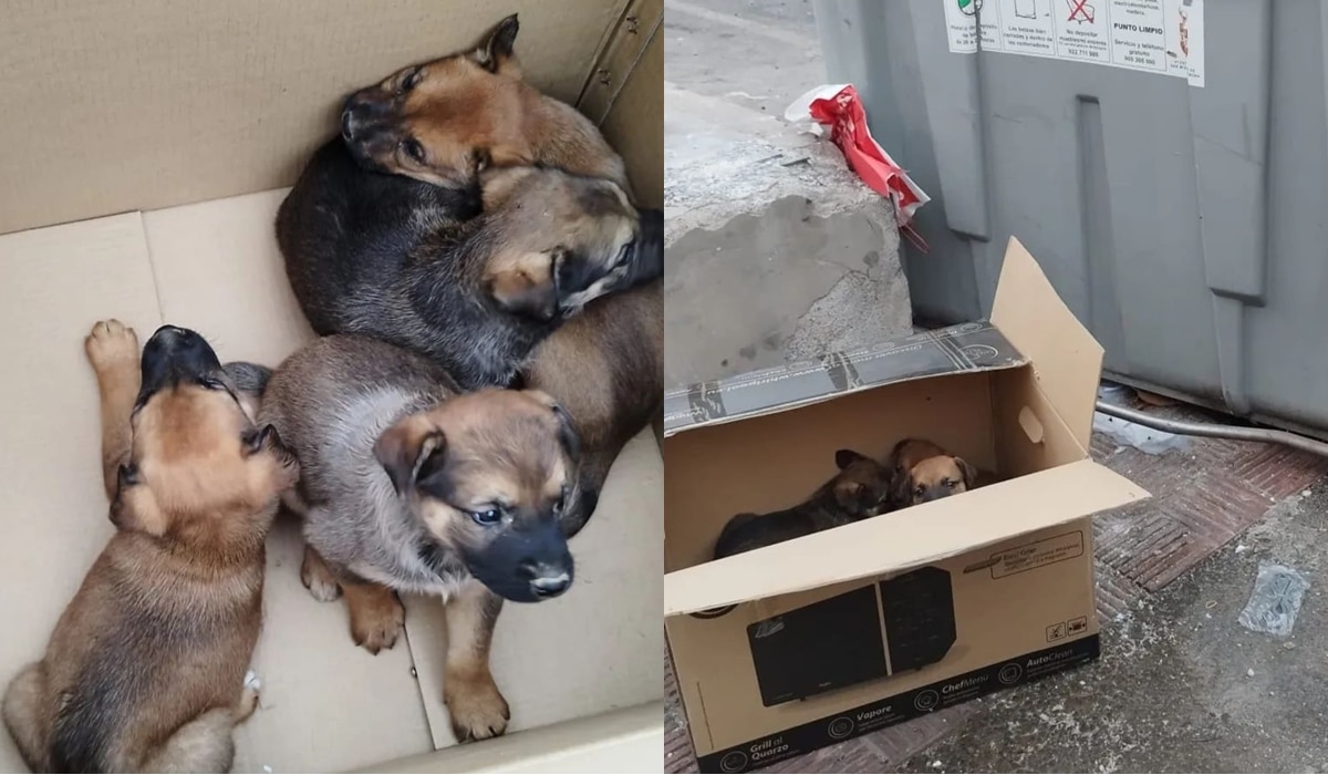 perritos en Tenerife