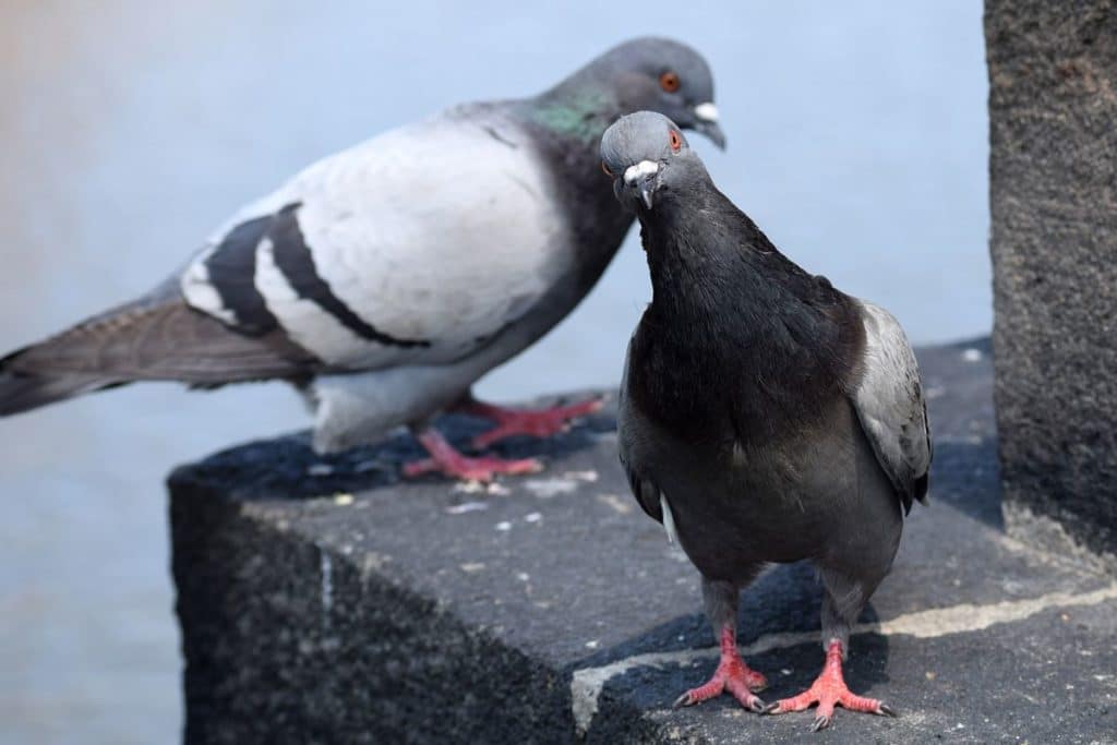 Le imponen 137 euros de multa por dar de comer a cientos de palomas