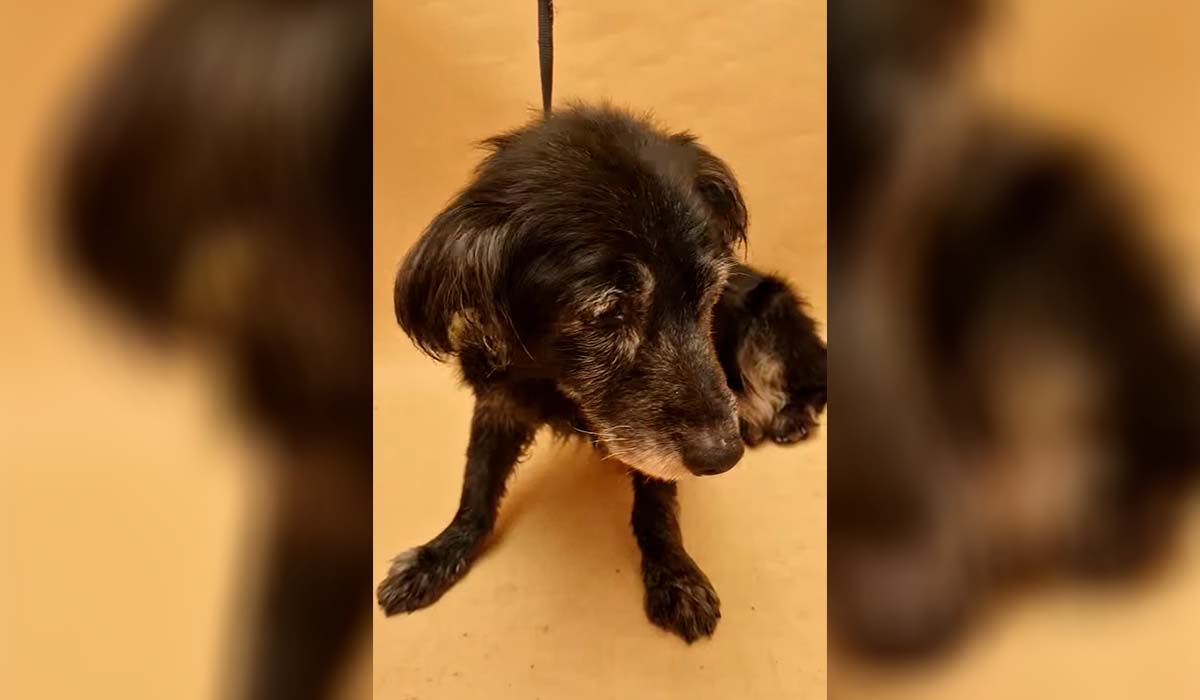 Valle Colino pide ayuda para encontrar una familia a Ziben