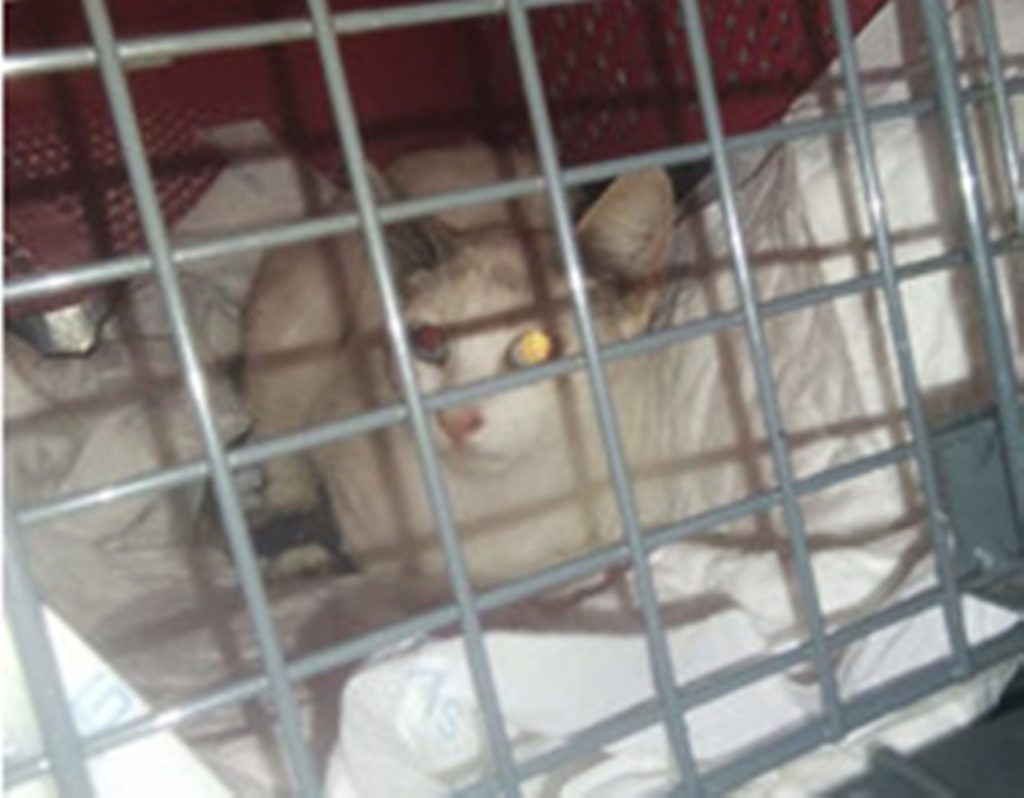 Piden ayuda ante un impactante caso de prolapso rectal en una gata rescatada en Canarias