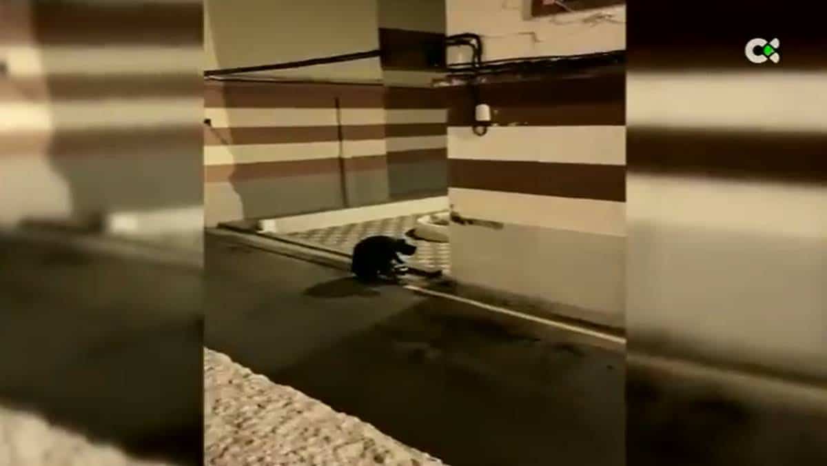 Ponen voz al Batman canario: te va a resultar muy familiar
