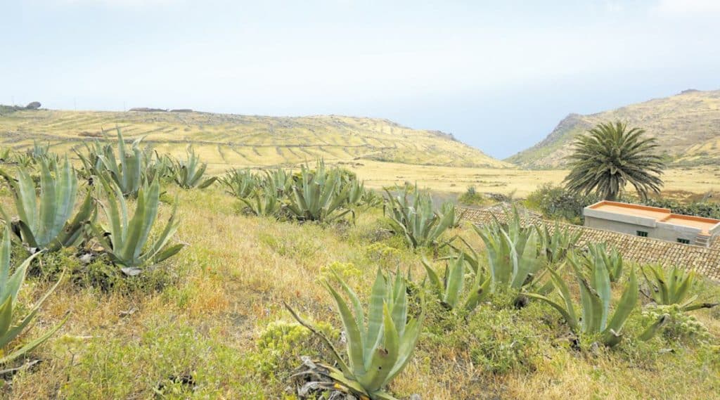 Canarias ha sufrido la primavera más seca de la historia