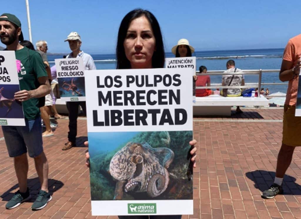 Nueva protesta contra la implantación de una granja de pulpos en Canarias