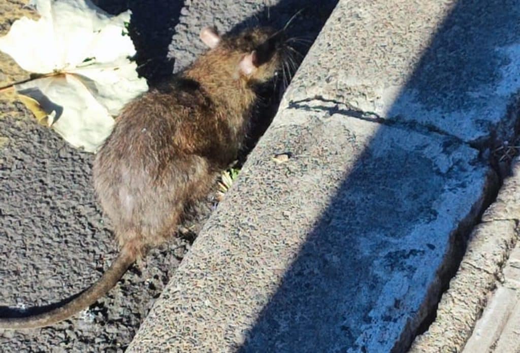 Vecinos de la calle de Diego Crosa, en Santa Cruz, denuncian la presencia de “ratas como conejos de grandes”
