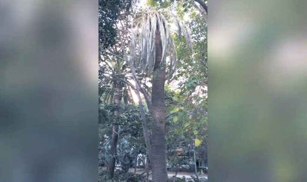 Preocupación por los efectos del hongo 'fusarium' en las palmeras de Santa Cruz