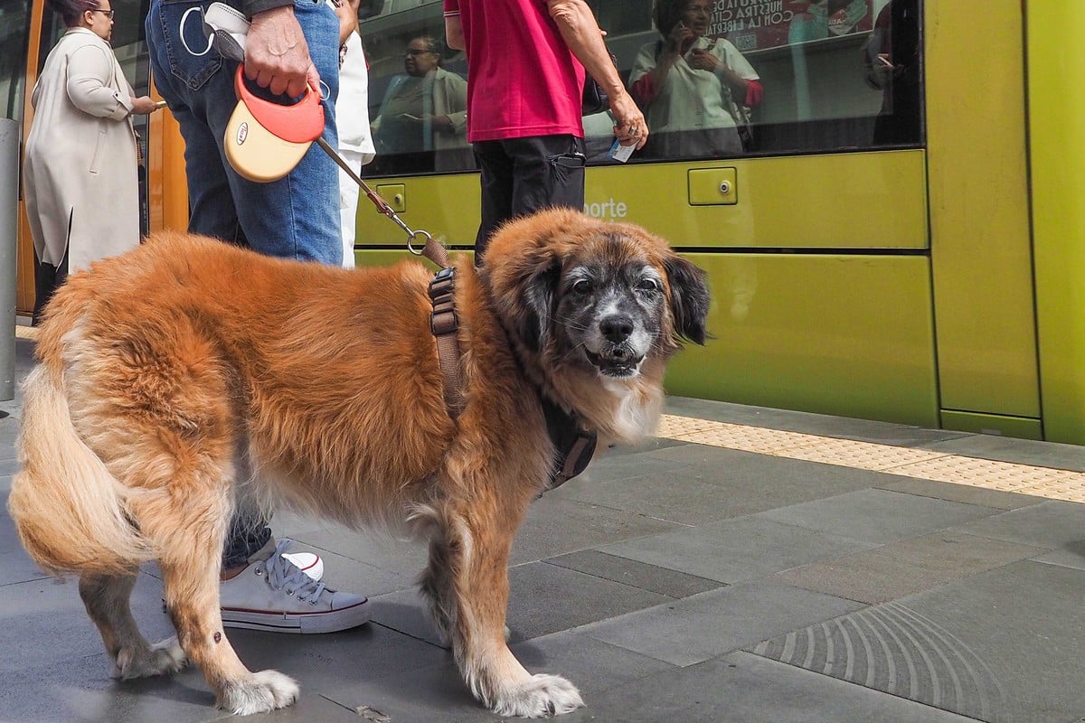 perros