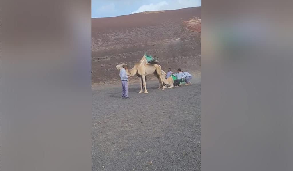 Piden que se acaben los paseos en camello en Lanzarote tras el vídeo de la cría sufriendo