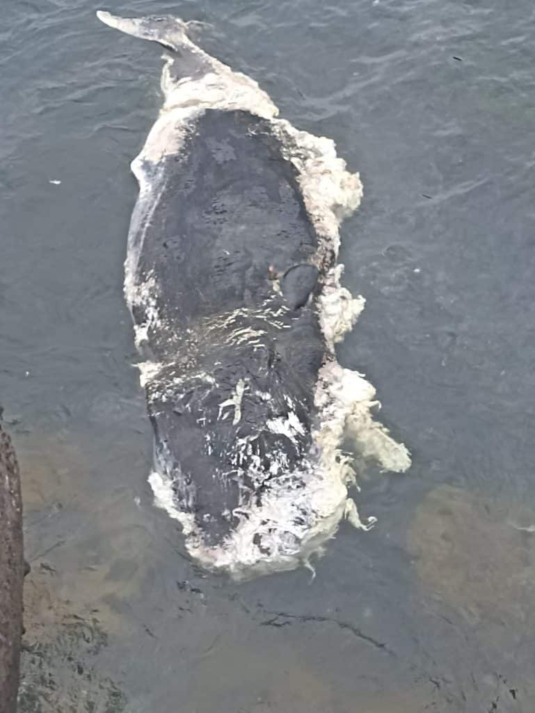 Aparecen en la costa de Adeje los restos de un cachalote de entre ocho y diez metros de longitud