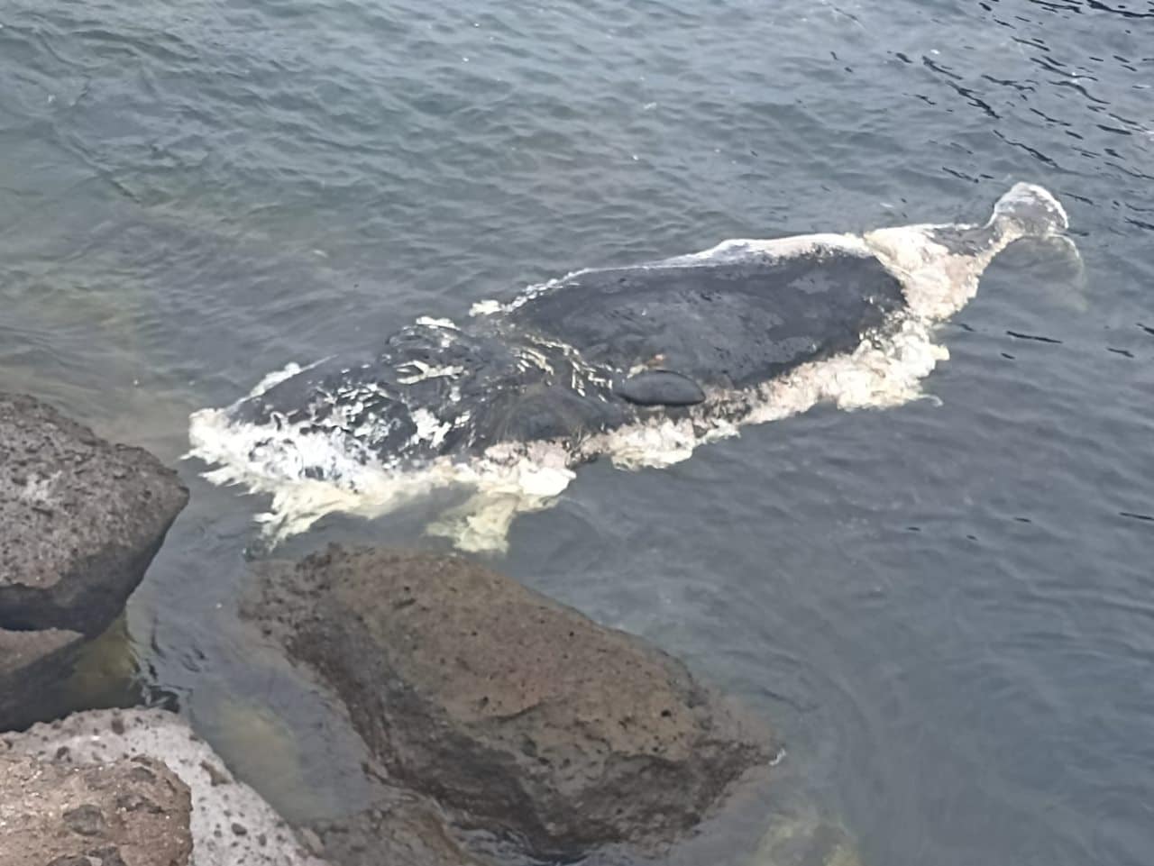 Aparecen en la costa de Adeje los restos de un cachalote de entre ocho y diez de metros de longitud