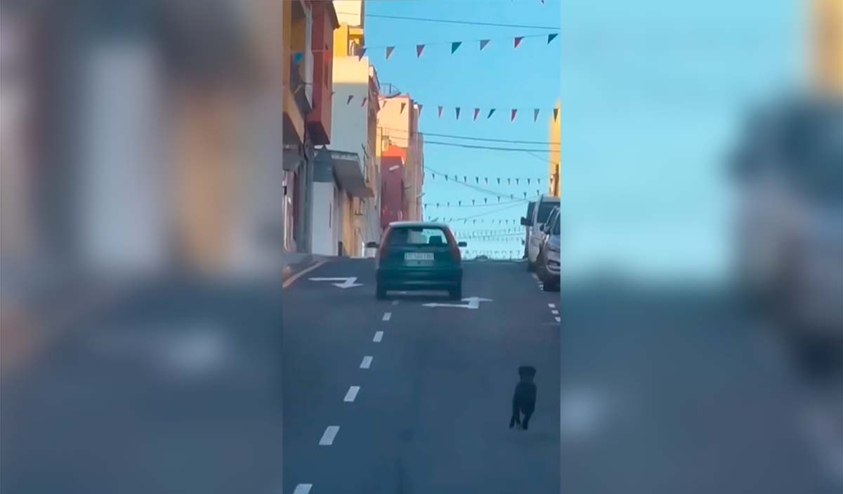 Imágenes desoladoras: Denuncian el abandono de un perro en Tenerife