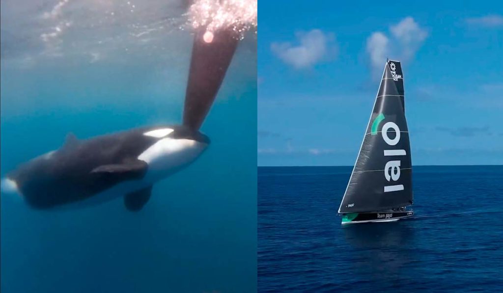 Las orcas se revelan: nuevo ataque a dos veleros que participaban en un campeonato cerca de Gibraltar 