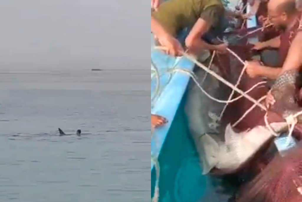 Capturan al tiburón que devoró a un turista en Egipto