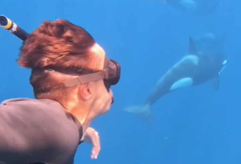 Qué harías si te topas con una familia de orcas buceando al otro lado del mundo: todas las respuestas en este vídeo