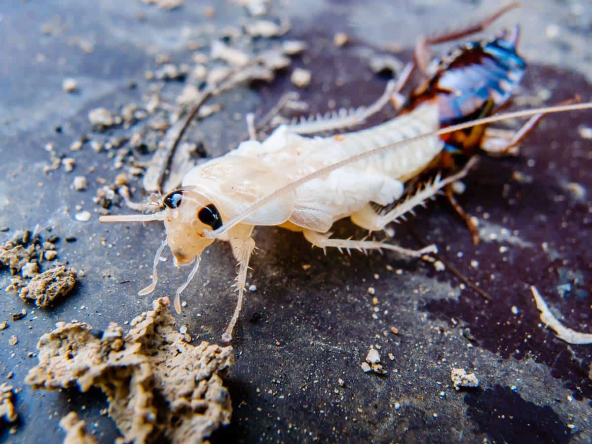 Nuevo miedo desbloqueado: así debes actuar si ves una cucaracha blanca en casa (es importante)