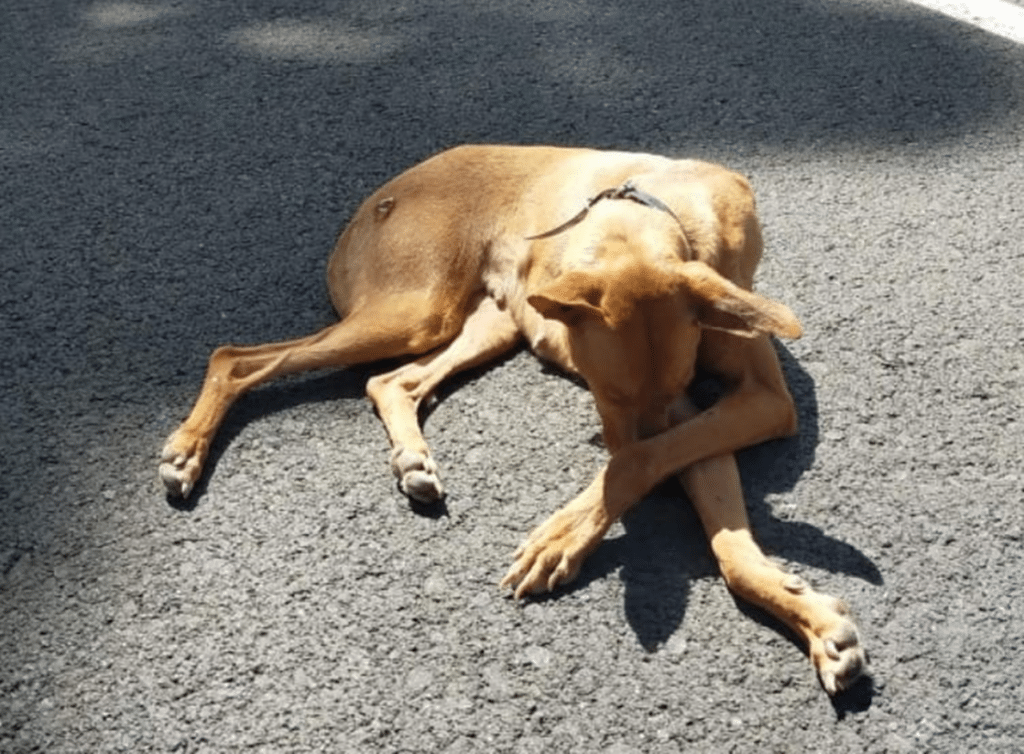 Encuentra una perra podenca ciega en medio de la carretera y en plena ola de calor en Canarias