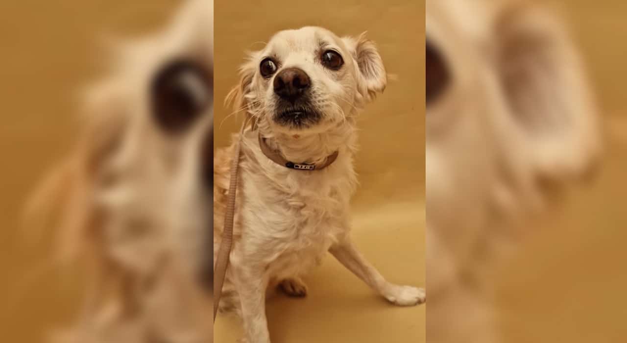 La triste historia de Kiko: el perrito que ha sido abandonado dos veces, busca una nueva familia en Valle Colino