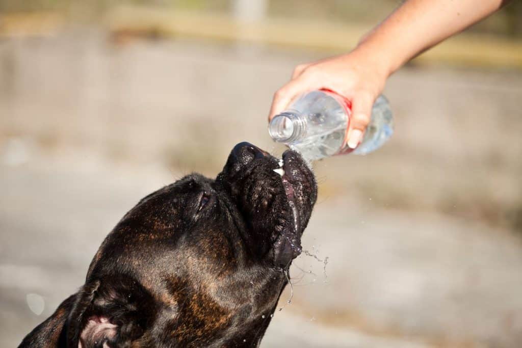 Ola de calor en Canarias: ¿cómo cuidar a tu mascota?