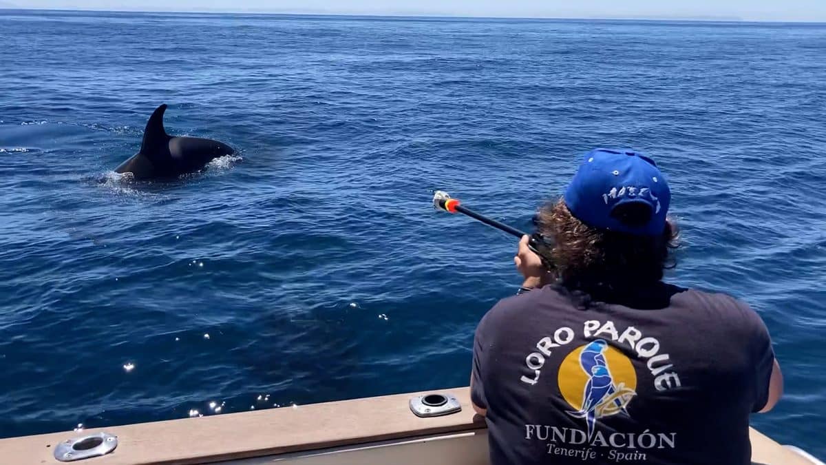 Las orcas del Estrecho: ¿un juego o una agresión?