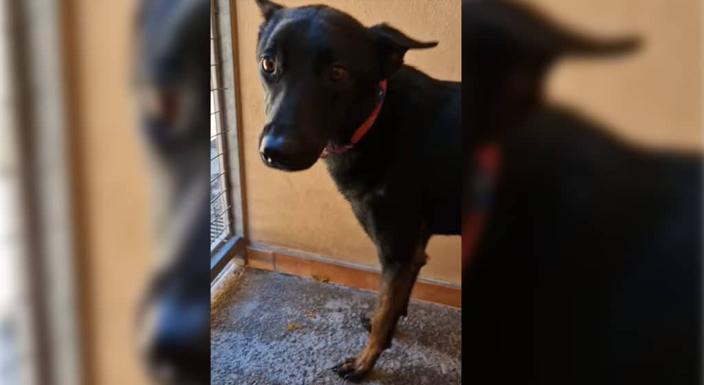 La triste historia de Taburete: el perro de Valle Colino que necesita un nuevo hogar
