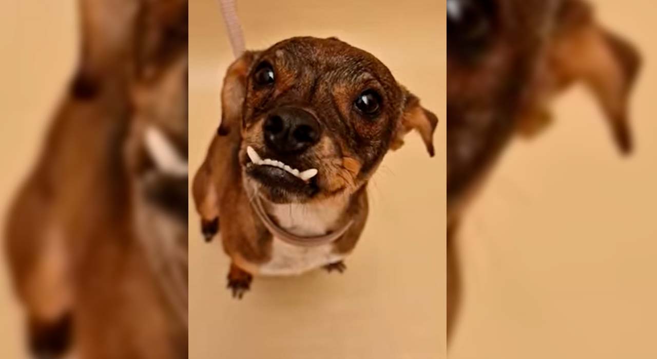 Pochi busca una nueva familia: el perrito está en Valle Colino