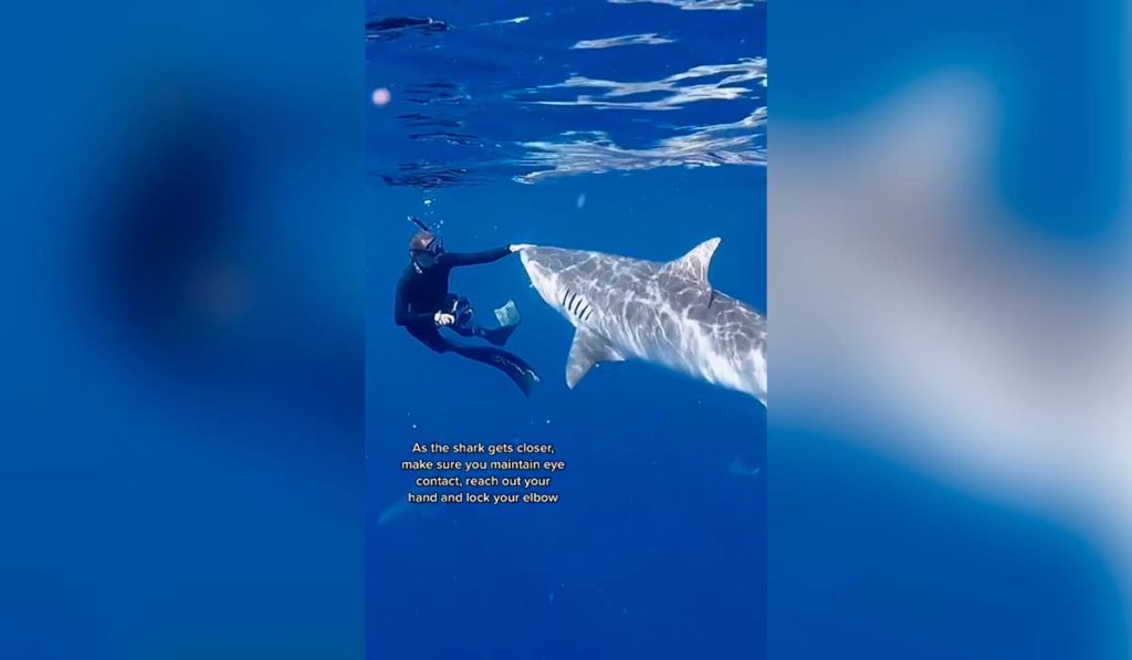 ¿Qué hacer si te encuentras con un tiburón? Esto aconsejan los expertos